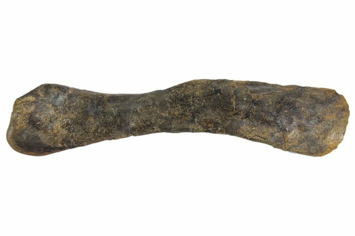 Juvenile Hadrosaur (Maiasaura) Humerus With Metal Stand #113350